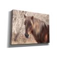 Assateague Horse Portrait  by Lori Deiter, Canvas Wall Art For Discount