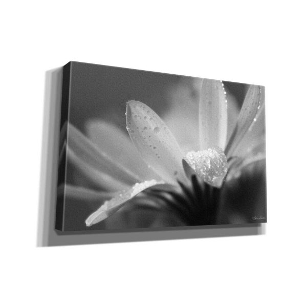 Daisy  by Lori Deiter, Canvas Wall Art Supply