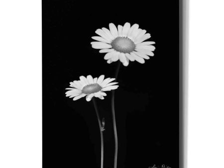 Pair of Daisies  by Lori Deiter, Canvas Wall Art For Cheap