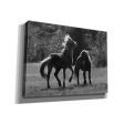 Black & White Assateague Horses  by Lori Deiter, Canvas Wall Art Supply