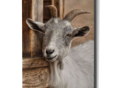 Gray Goat  by Lori Deiter, Canvas Wall Art Sale