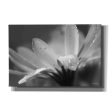 Daisy  by Lori Deiter, Canvas Wall Art Supply