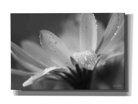 Daisy  by Lori Deiter, Canvas Wall Art Supply