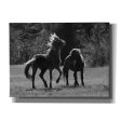 Black & White Assateague Horses  by Lori Deiter, Canvas Wall Art Supply