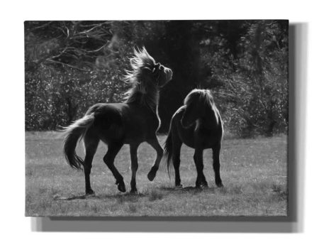 Black & White Assateague Horses  by Lori Deiter, Canvas Wall Art Supply