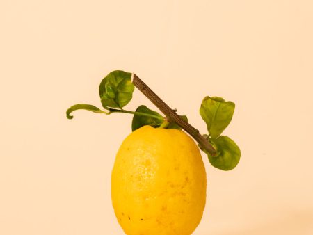 Puro | Sicilian Lemons - 1 Kg Hot on Sale